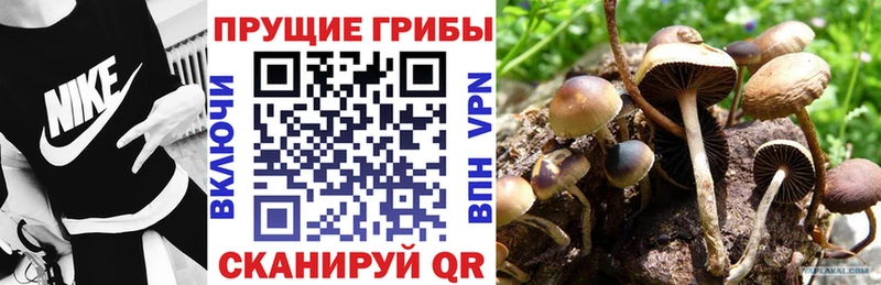 купить наркотики цена  Сясьстрой  Галлюциногенные грибы Magic Shrooms 